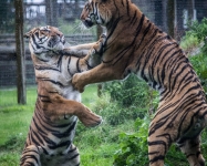 Wild Tigers at Play